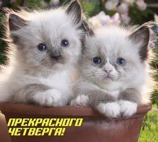 Открытка Открытки на четверг - Два пушистых котенка в кадке цветов | Красивая открытка #189