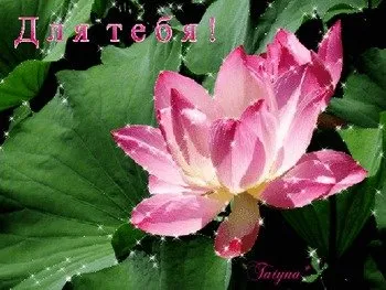 Открытка С лотосом - Розовая лилия на открытке — фото, картинка | Красивая открытка #35