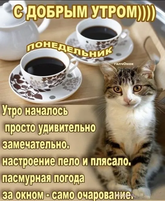 Открытка Доброе утро понедельник - Утро с котиком и чаем | Красивая открытка #22