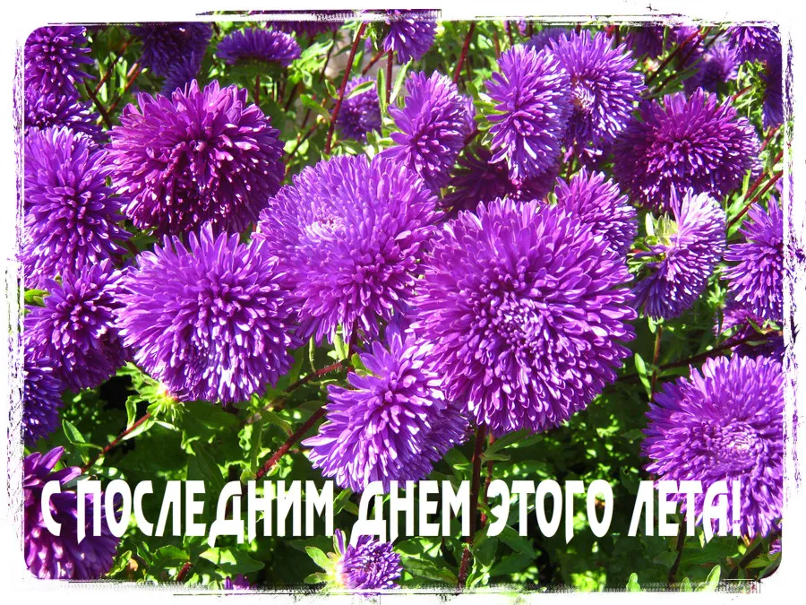 Открытка С последним днем лета! - Фиолетовые астры: нежная открытка с цветами | Красивая открытка #12