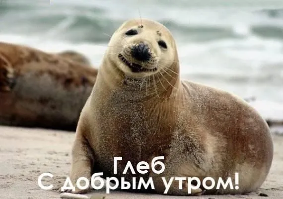 Открытка открытки с именем Глеб - С добрым утром! Морж на пляже — открытка с добрым утром | Красивая открытка #91