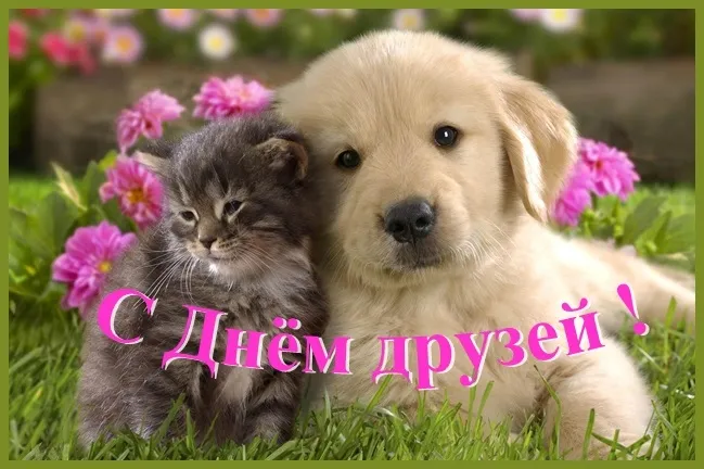 Открытка День друзей - Открытка с котенком и щенком | Красивая открытка #90