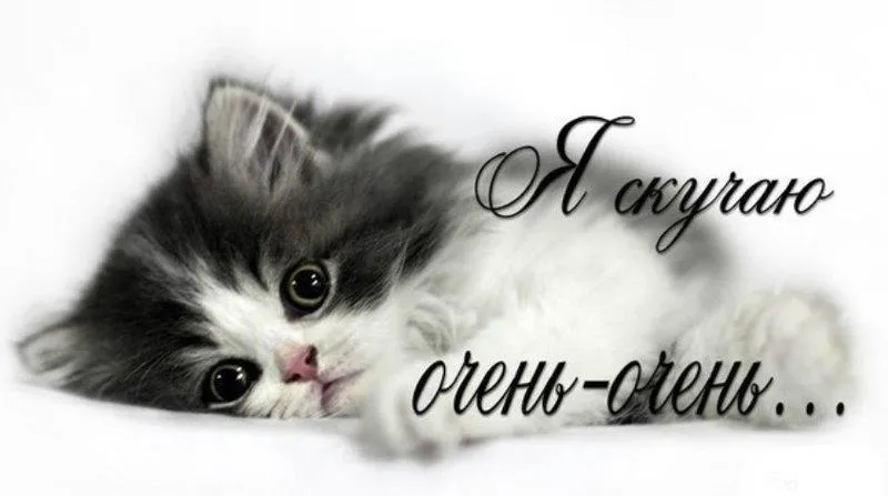Открытка Я скучаю  - Пушистый котенок: милая открытка с котиком | Красивая открытка #32