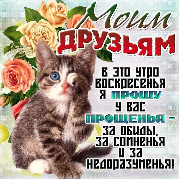 Открытка открытки на прощеное воскресенье  - Открытка с котенком и розами | Красивая открытка #37