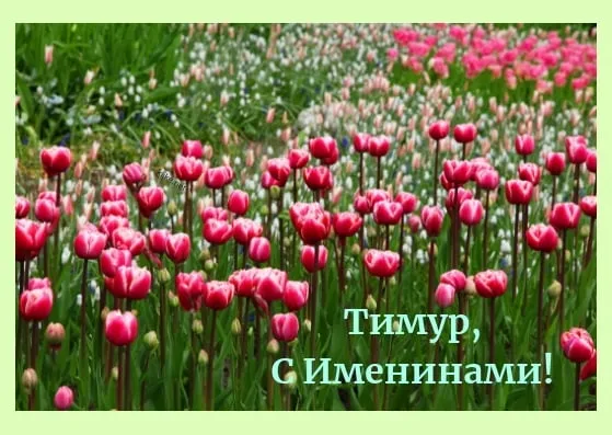 Открытка Открытки с именем Тимур - Поле цветущих тюльпанов: поздравление с Днем рождения | Красивая открытка #173