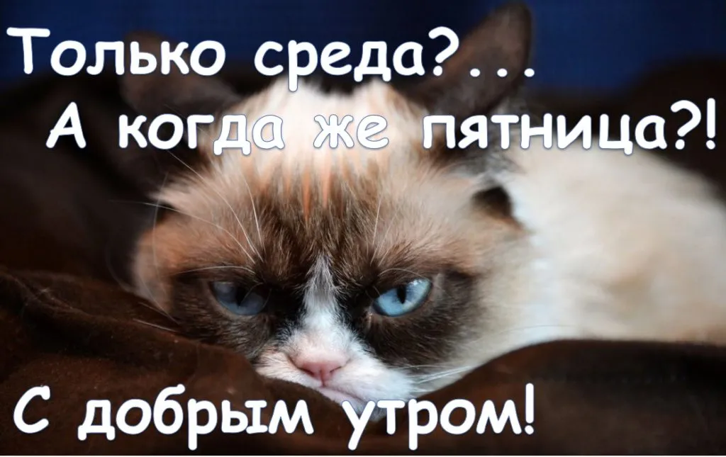 Открытка Открытки на среду - Стильный кот: праздничная открытка с милым питомцем | Красивая открытка #64