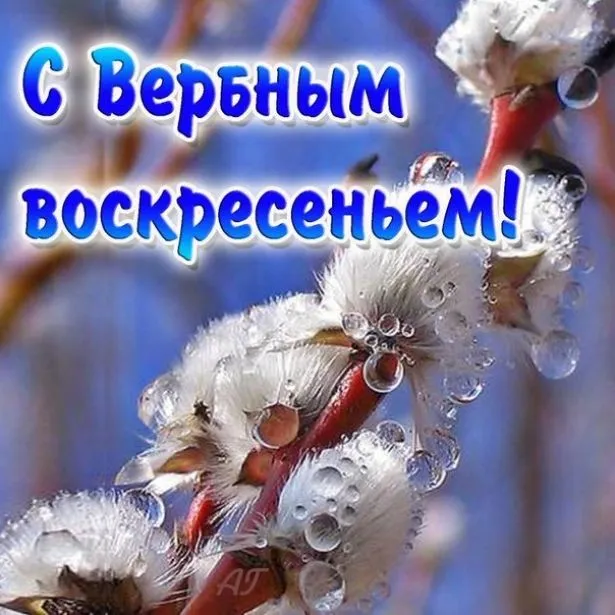 Открытка С вербным воскресеньем - Открытка с цветком и каплями росы | Красивая открытка #23