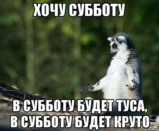 Открытка Открытки на субботу - Лемур с поднятой рукой - смешная открытка | Красивая открытка #18