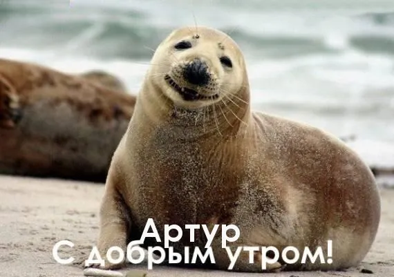 Открытка открытки с именем Артур - Открытка с морским котиком: Доброе утро! | Красивая открытка #243
