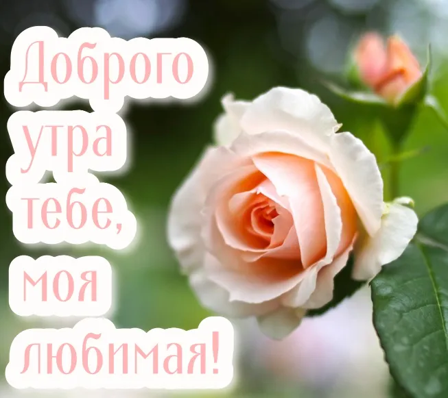 Открытка Открытки с добрым утром любимая - Розы и поздравления с утра | Красивая открытка #9