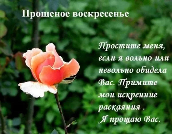 Открытка открытки на прощеное воскресенье  - Открытка: Розы на фоне зелени | Красивая открытка #38