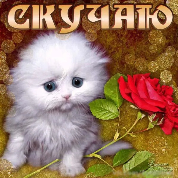 Открытка Скучаю - Котенок с розой: милая открытка с цветами | Красивая открытка #100