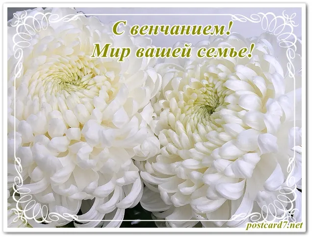Открытка с венчанием - Белые хризантемы: нежные цветы для открытки | Красивая открытка #5