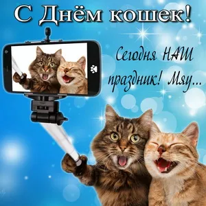 Открытка С Всемирным днём кошек - Смешные коты: Открытка с забавными котами | Красивая открытка #63
