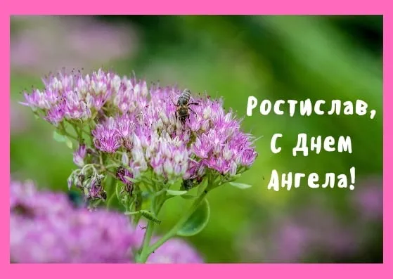 Открытка Открытки с именем Ростислав  - Пышный цветок с пчелой: открытка с днем ангела | Красивая открытка #189