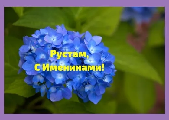 Открытка Открытки с именем Рустам - Открытка с синими гортензиями  С Днем Рождения | Красивая открытка #64