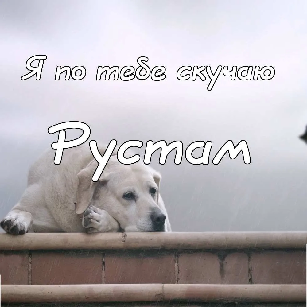 Открытка Открытки с именем Рустам - Грустный пёс: открытка с печальным псом | Красивая открытка #170