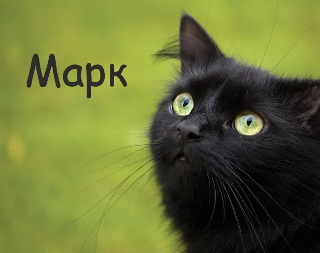 Открытка Открытки с именем Марк  - Черный кот с зелеными глазами: открытка с котиком | Красивая открытка #143