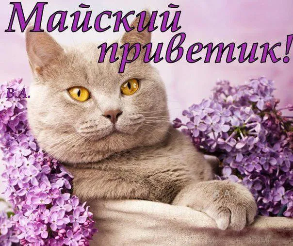 Открытка С сиренью - Открытка с серым котенком и фиалками | Красивая открытка #235