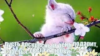 Открытка Открытки на воскресенье - Котенок на ветке цветущего дерева. Открытка | Красивая открытка #162