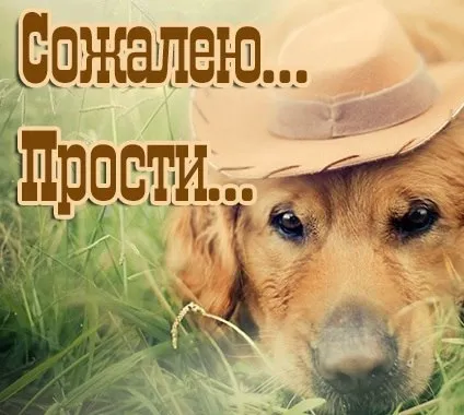 Открытка открытки с извинениями  - Собака в шляпе на лугу  открытка | Красивая открытка #123