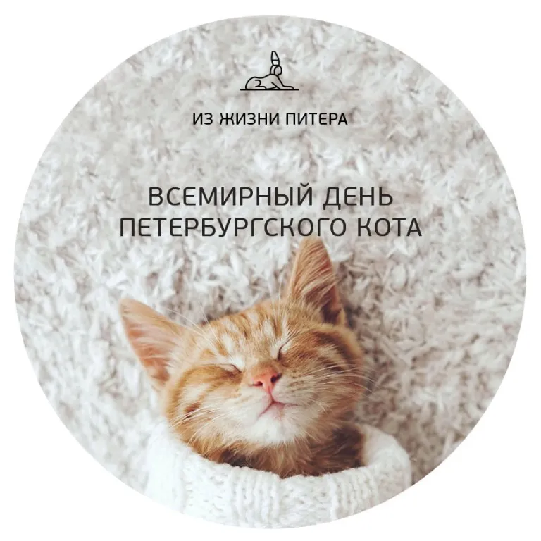 Открытка Всемирный день петербургских котов и кошек - Спящий кот на снегу: открытка с милым котенком | Красивая открытка #5