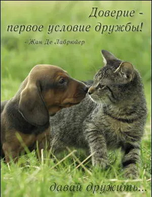 Открытка Открытки о дружбе - Собака и кот: милая открытка о дружбе | Красивая открытка #69