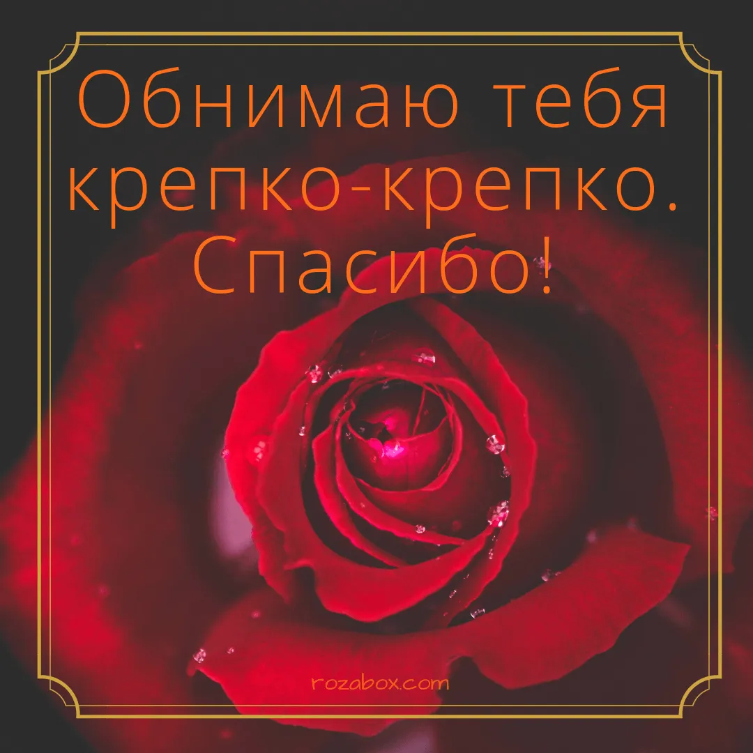 Открытка Обнимаю - Красная роза крупным планом: символ любви и нежности | Красивая открытка #38