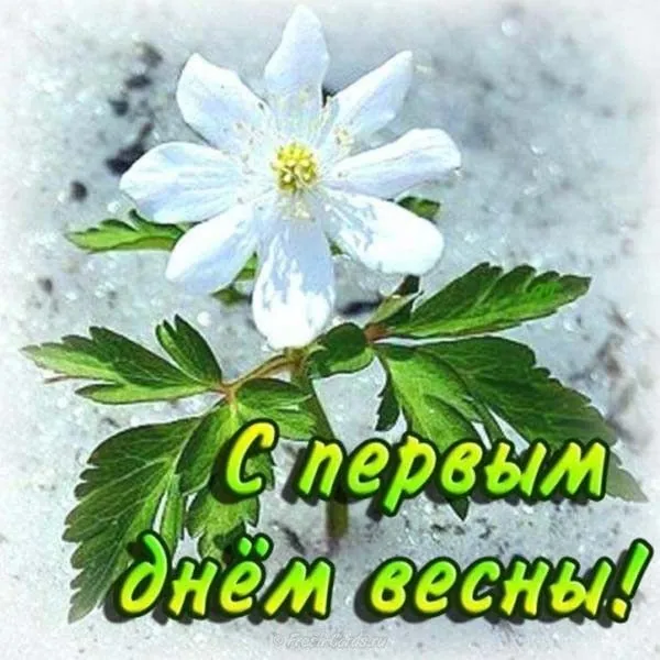 Открытка  С первым днем весны - Первоцветы: Нежная весенняя открытка с цветком | Красивая открытка #116