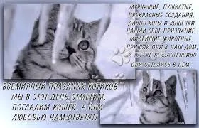 Открытка Открытки с днем кошек - Котенок на открытке: милый взгляд, снежинки | Красивая открытка #37
