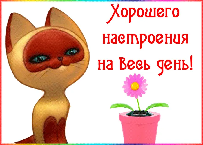 Открытка хорошего настроения - Открытка с котенком и цветком | Красивая открытка #3