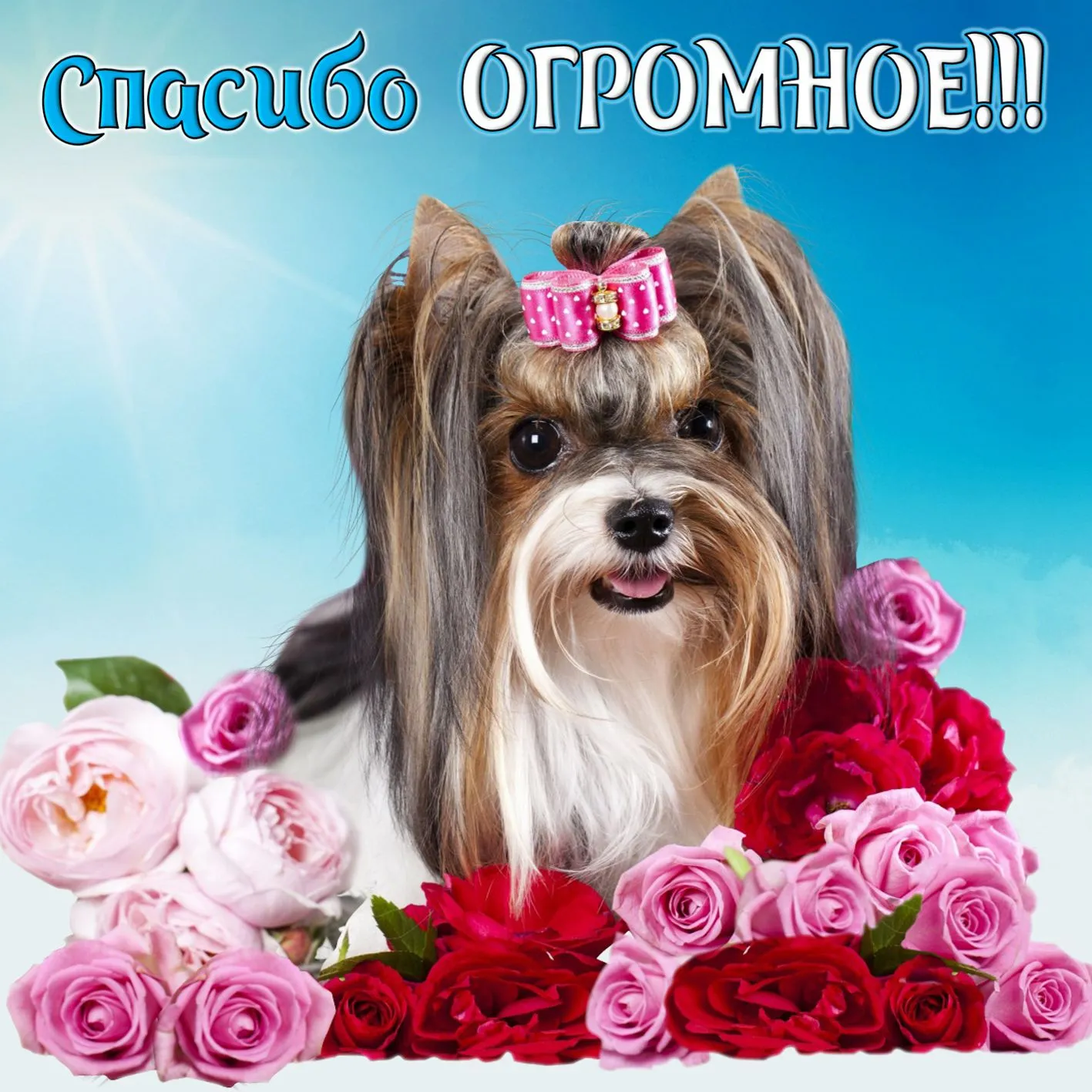Открытка Спасибо - Собачка йоркширский терьер с цветами | Красивая открытка #199