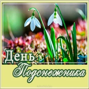Открытка С днём подснежника - Открытка «День Подснежника»: нежные цветы весны | Красивая открытка #13