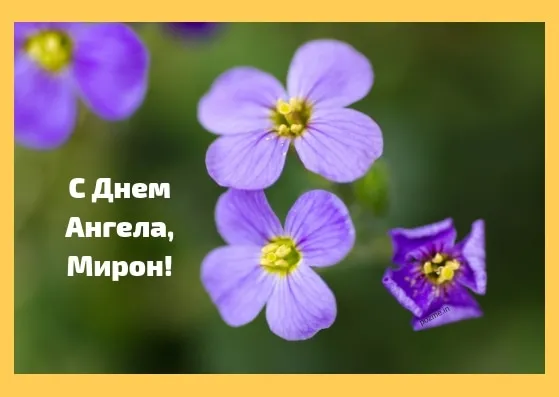 Открытка Открытки с именем Мирон  - Открытка с фиалками: С Днем Ангела! | Красивая открытка #128
