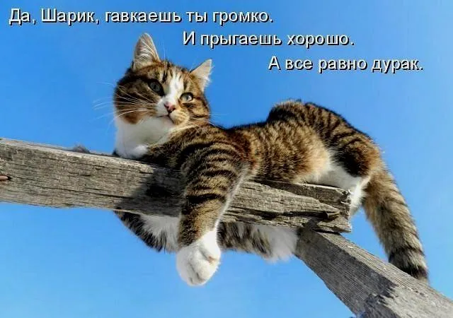 Открытка С кошками - Котенок на бревне. Открытка с котиком. | Красивая открытка #1