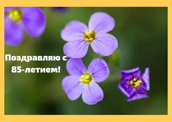 Открытка Открытки на 85 лет - Фиолетовые цветы крупным планом | Красивая открытка #72