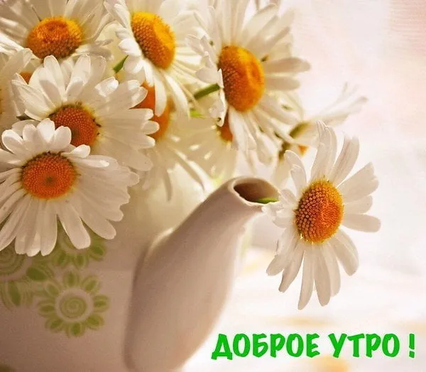 Открытка доброе летнее утро - Открытка с ромашками: нежность и красота утра | Красивая открытка #5