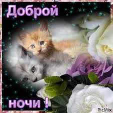 Открытка Спокойной ночи - Открытка с котятами и цветами  Приветствие | Красивая открытка #259