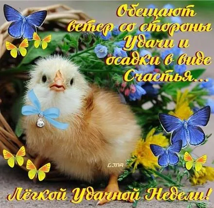 Открытка Хорошей недели - Птенец на фоне цветов и бабочек - открытка | Красивая открытка #83