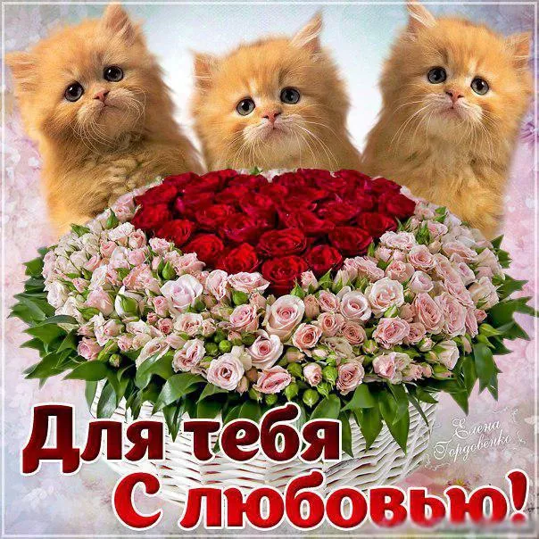 Открытка Открытки с любовью - Открытка: Цветы и котята  поздравления с любовью | Красивая открытка #19