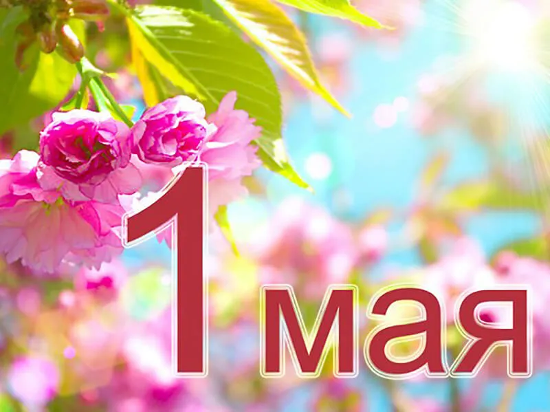 Открытка 1 мая - Цветущая сакура: открытка 1 мая | Красивая открытка #56