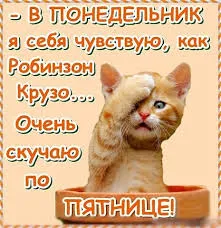 Открытка Открытки на понедельник - Котенок в миске: смешная открытка с котиком | Красивая открытка #202