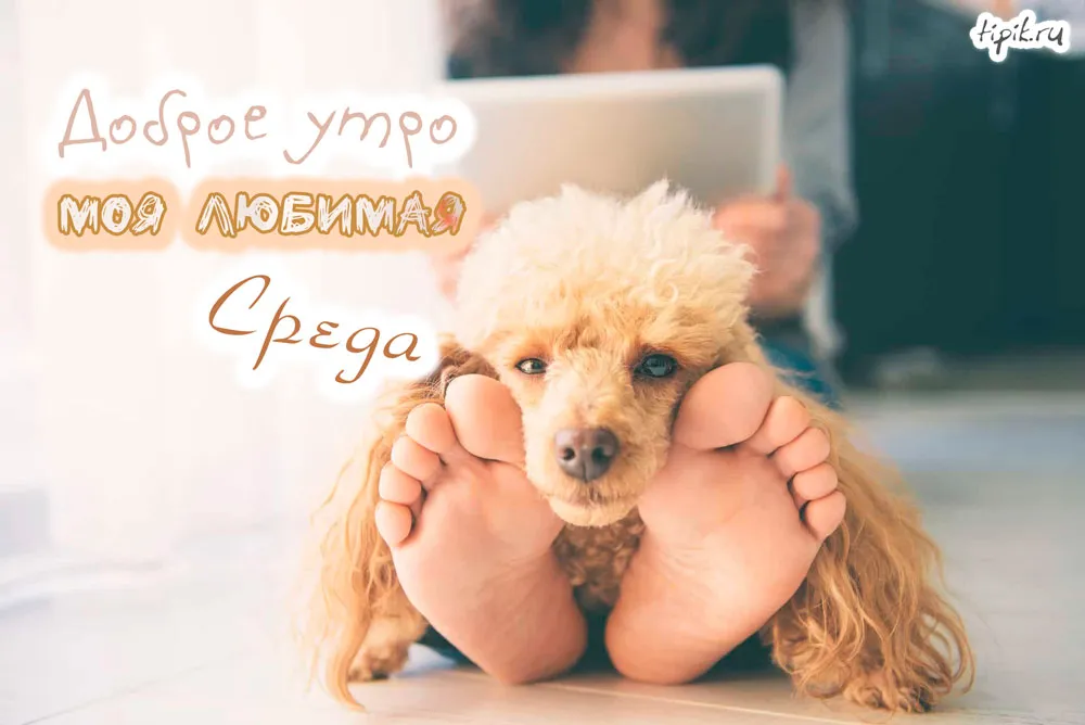 Открытка Открытки на среду - Милая собака на открытке: милый подарок! | Красивая открытка #181