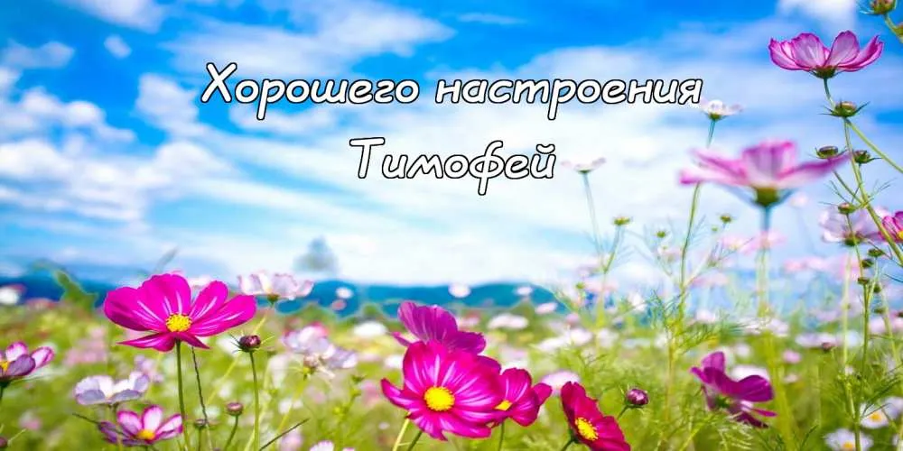 Открытка Открытки с именем Тимофей - Полевые цветы на фоне голубого неба | Красивая открытка #162
