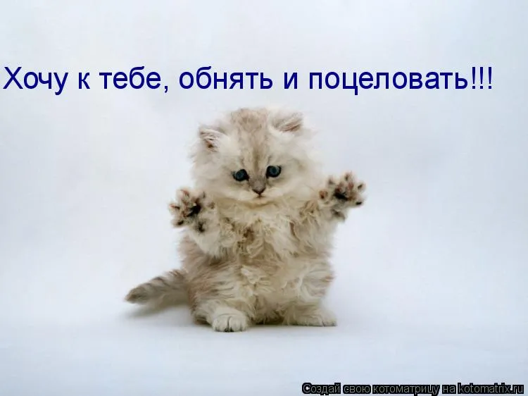 Открытка Открытки хочу к тебе - Милый котенок с поднятыми лапками | Красивая открытка #34