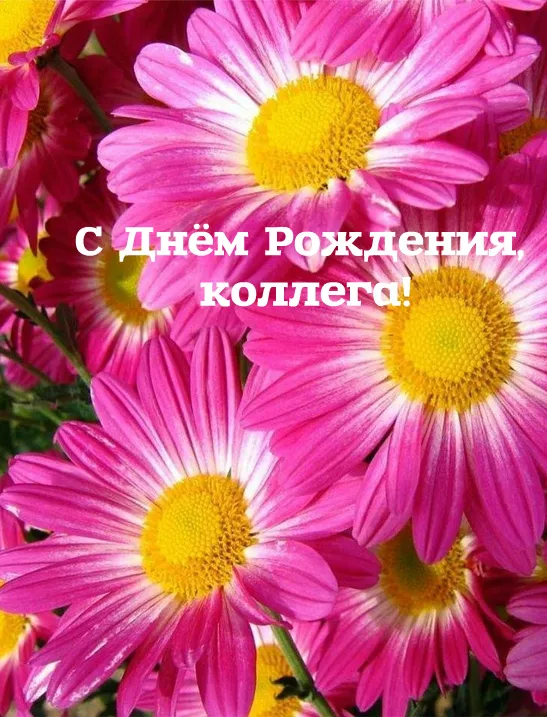 Открытка С Днём рождения коллеге - Открытка с розовыми цветами и надписью | Красивая открытка #26