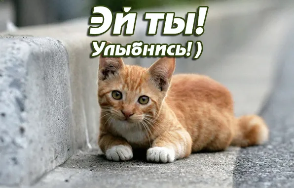 Открытка Улыбнись - Рыжий котенок: милая открытка с котенком. | Красивая открытка #142