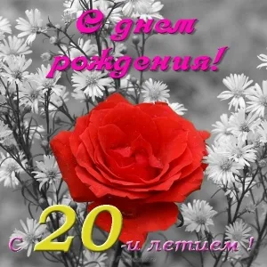 Открытка Открытки на 20 лет - Красная роза на фоне белых цветов. Открытка. | Красивая открытка #76