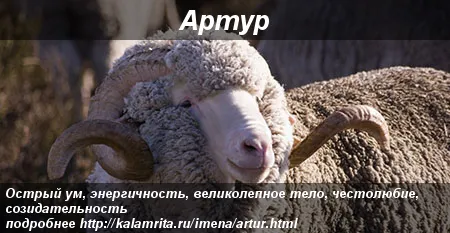 Открытка открытки с именем Артур - Открытка с овцой: милый овенок с рогами | Красивая открытка #120