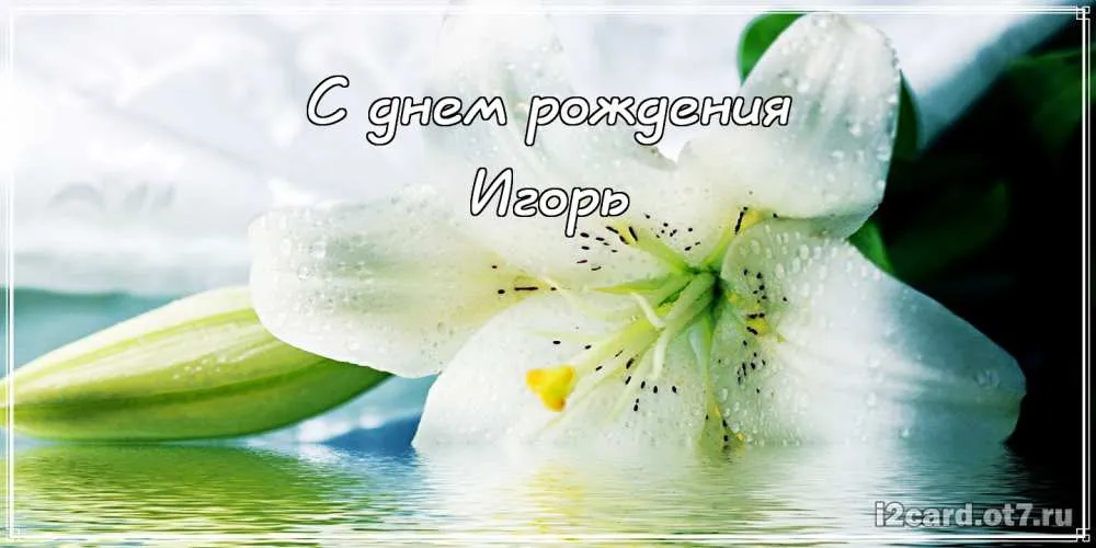 Открытка открытки с именем Игорь - Белая лилия на открытке  поздравление с днем рождения | Красивая открытка #209